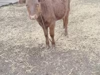 Cow, Cattle — photo 1