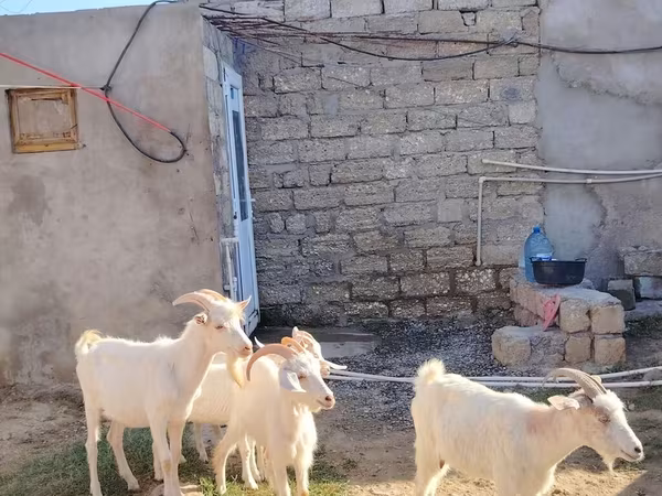 Cabra, Saanen goat