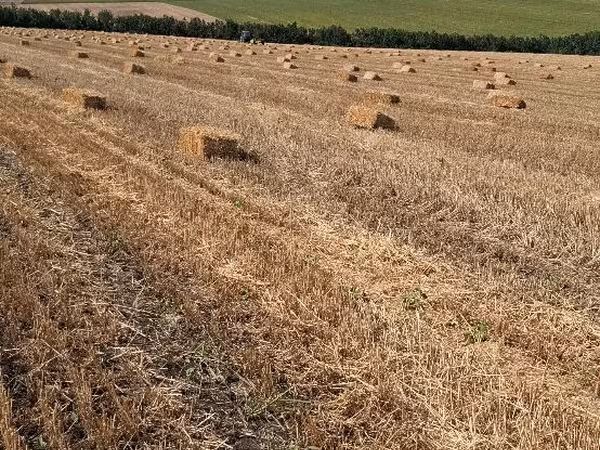 Vind baloți de pae și earbă