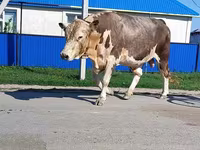 Bulle, Simmental cattle — Foto 4