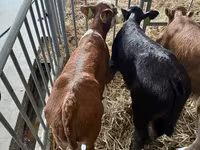 أبقار (دفعة، الجنس غير محدد), الماشية — الصورة 2