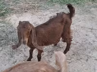 Ziegenbock, Ziegen — Foto 4