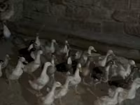 Geese — الصورة 7