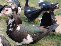 Ducks — foto 2