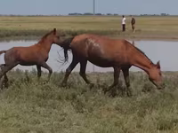 Stute, Kazakh horse — Foto 1