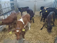Kuh, Simmental cattle — Foto 2