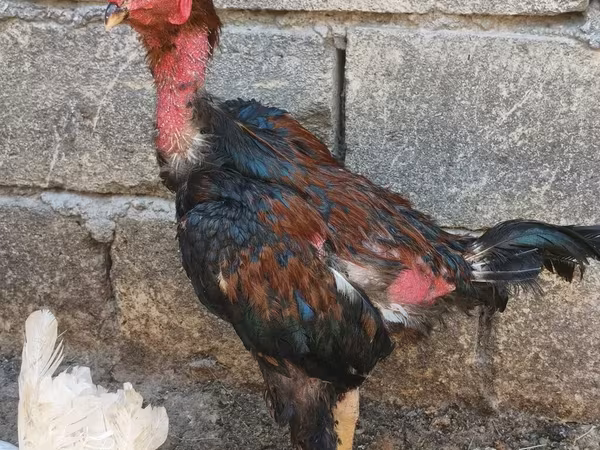 Gallo de pelea de fosa australiano
