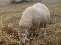 Qoʻchqor, Bardhoka sheep — 3-rasm