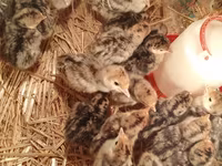 Turkeys — Foto 4