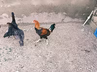 Chickens — 2-сурет