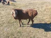 Schaf, Hissar sheep — Foto 1