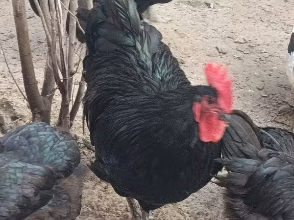 Australorp