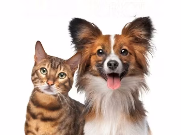 Премиксы для корма кошкам и м