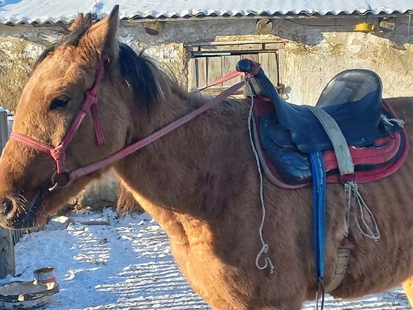 Aygʻir, Kazakh horse