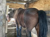 Yegua, Caballos — foto 3