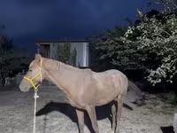 Hengst, Kazakh horse — Foto 4