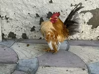 Chickens — Foto 1