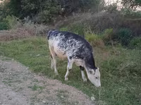 सांड, गोलस्टीन नस्ल — फ़ोटो 1