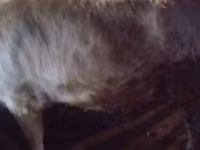 Bulle, Kasachische Weißkopfkuh — Foto 5
