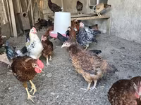 Chickens — foto 5