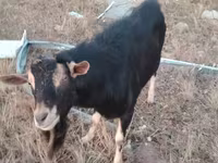 公山羊, Alpine goat — 照片 3