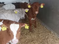 Bulle, Simmental cattle — Foto 3