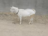 Ziegenbock, Ziegen — Foto 4