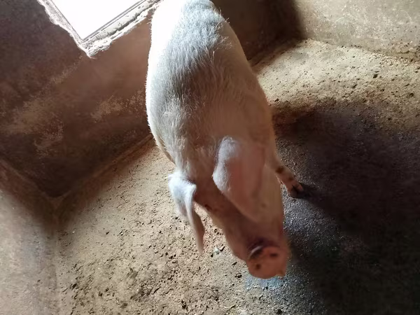 Eber, Schweine