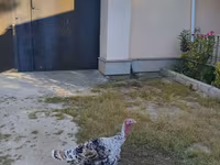 Turkeys — photo 1