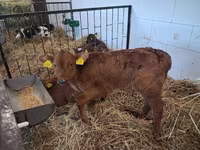 Bulle, Simmental cattle — Foto 3
