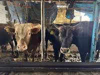 Bulle, Simmental cattle — Foto 2