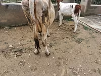 Vaca, Ganado vacuno — foto 2