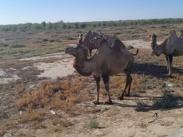 ناقة, Kazakh Bactrian camel