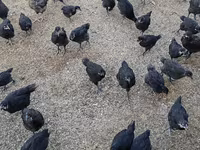 Chickens — الصورة 1