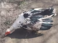Ducks — الصورة 1