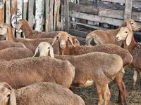 母羊, Arashan sheep — 照片 7