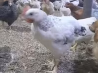 Chickens — फ़ोटो 2