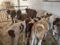Bulle, Simmental cattle — Foto 3