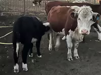 ثور, Simmental cattle — الصورة 1