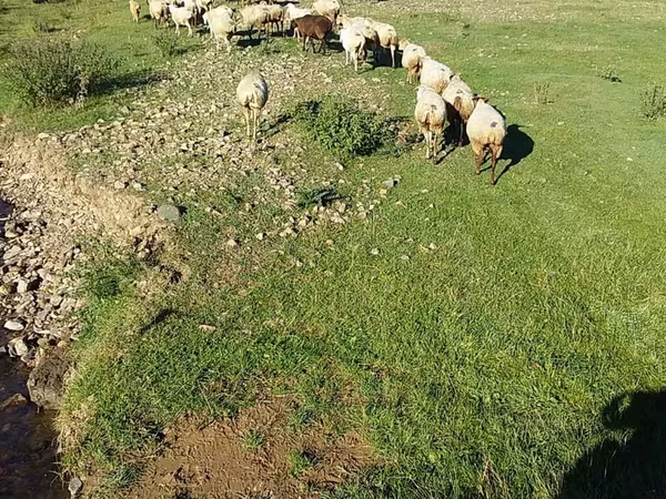 母羊, Sheep
