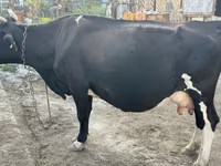 Kuh, Russian Black pied cattle — Foto 1