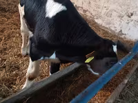 Bulle, Russian Black pied cattle — Foto 2