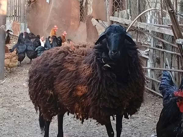 نعجة, Karabakh sheep