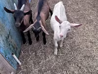 Ziege, Saanen goat — Foto 8