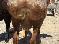 Ziegenbock, Ziegen — Foto 3