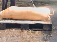 Vind carne de porc de casa crescut cu resturi de la gradinite — foto 3