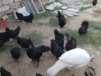 Chickens — الصورة 5