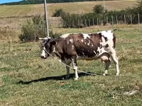 Kuh, Rinder — Foto 1