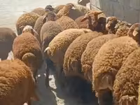Ram, Sheep — photo 4