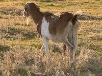 Billy Goat, Goats — photo 1